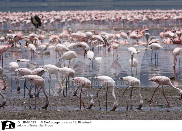 colonyof lesser flamingos / JR-01095
